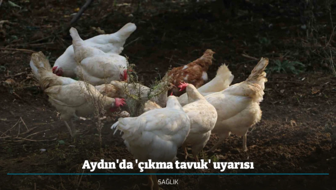 Aydın'da 'çıkma tavuk' uyarısı