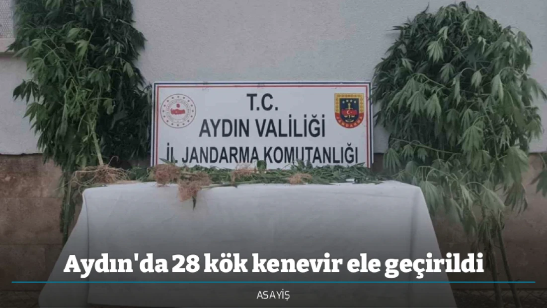 Aydın'da 28 kök kenevir ele geçirildi