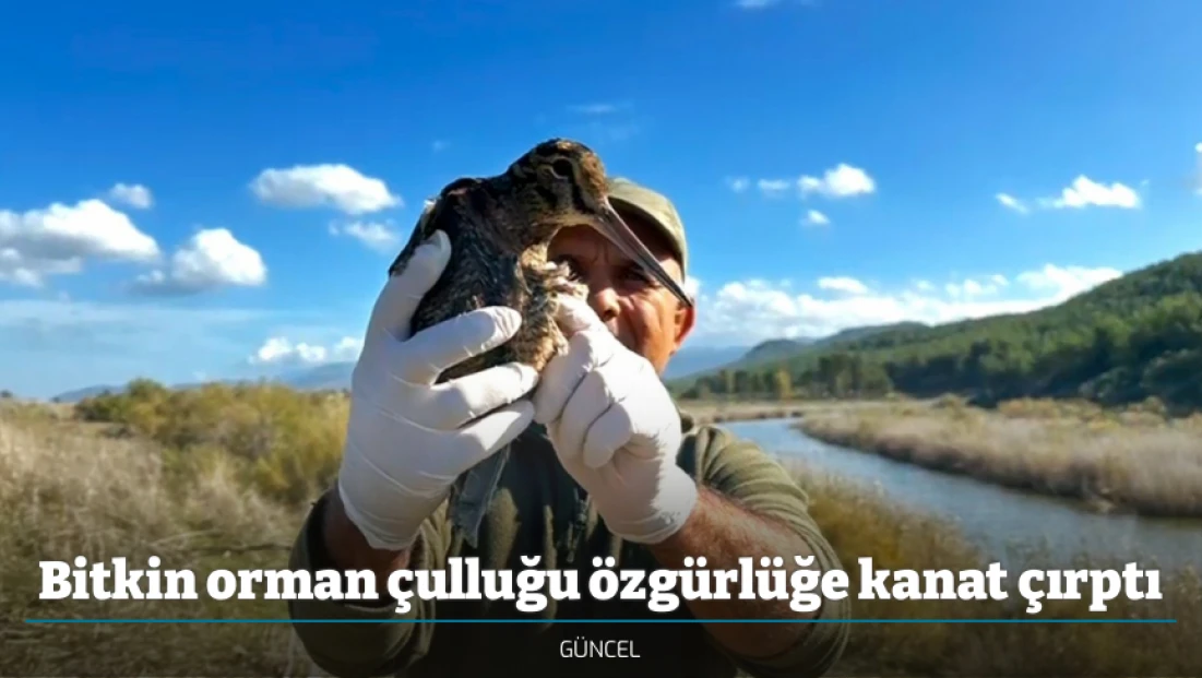 Bitkin orman çulluğu özgürlüğe kanat çırptı