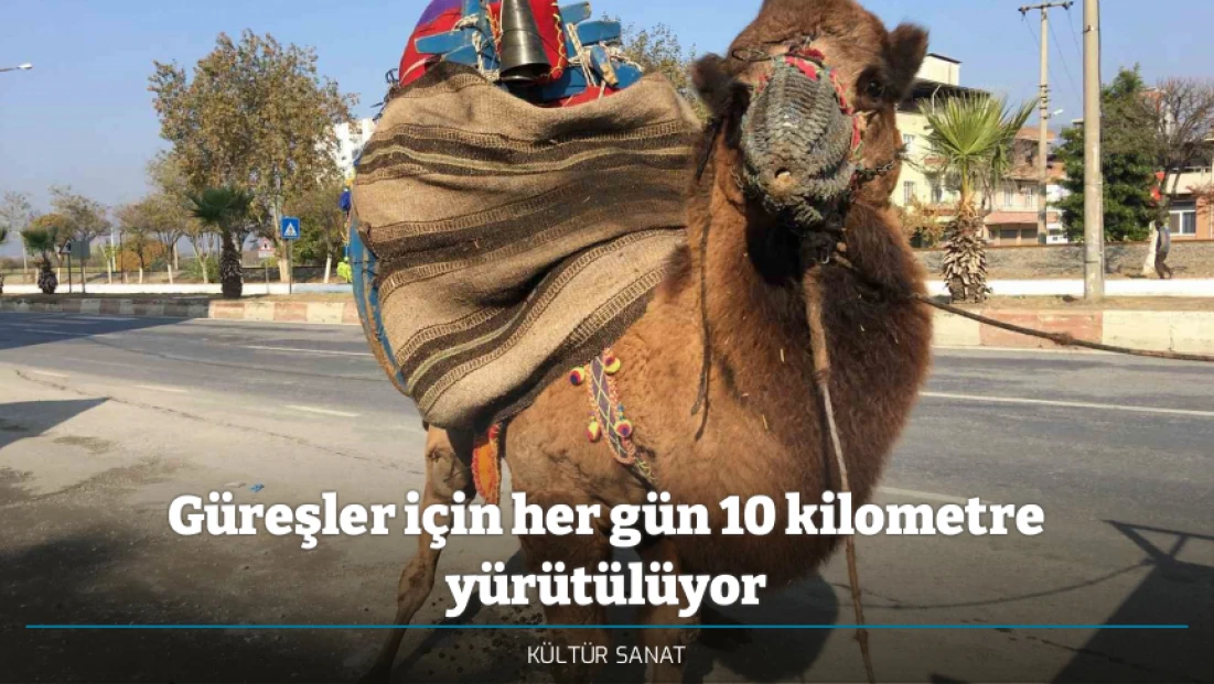 Güreşler için her gün 10 kilometre yürütülüyor