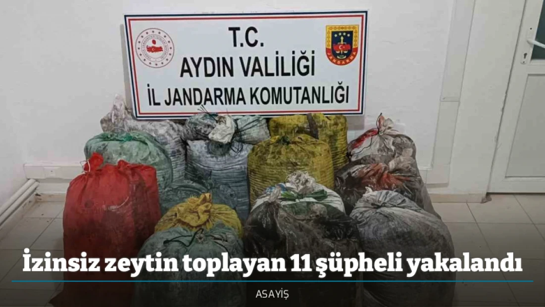 İzinsiz zeytin toplayan 11 şüpheli yakalandı