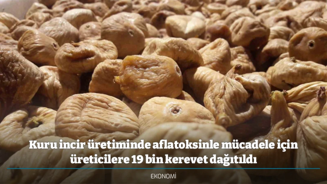 Kuru incir üretiminde aflatoksinle mücadele için üreticilere 19 bin kerevet dağıtıldı