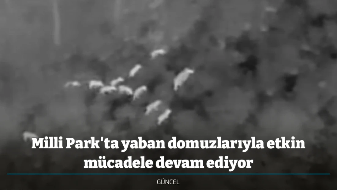 Milli Park'ta yaban domuzlarıyla etkin mücadele devam ediyor