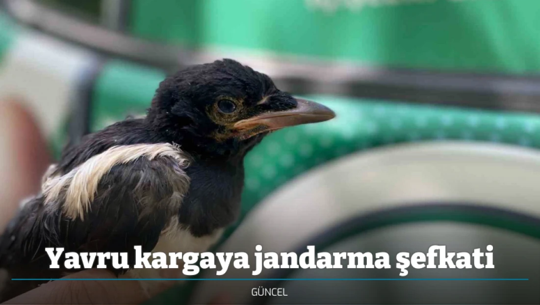 Yavru kargaya jandarma şefkati