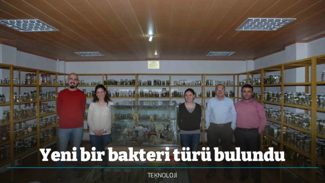 Yeni bir bakteri türü bulundu