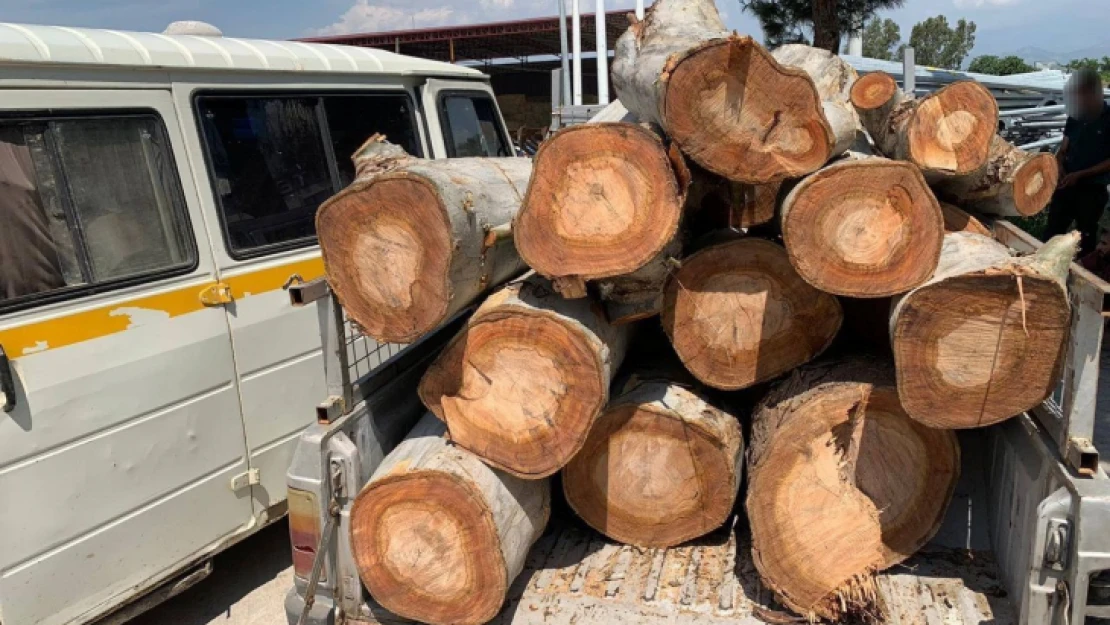 10 ton odun çalan 4 şüpheli yakalandı