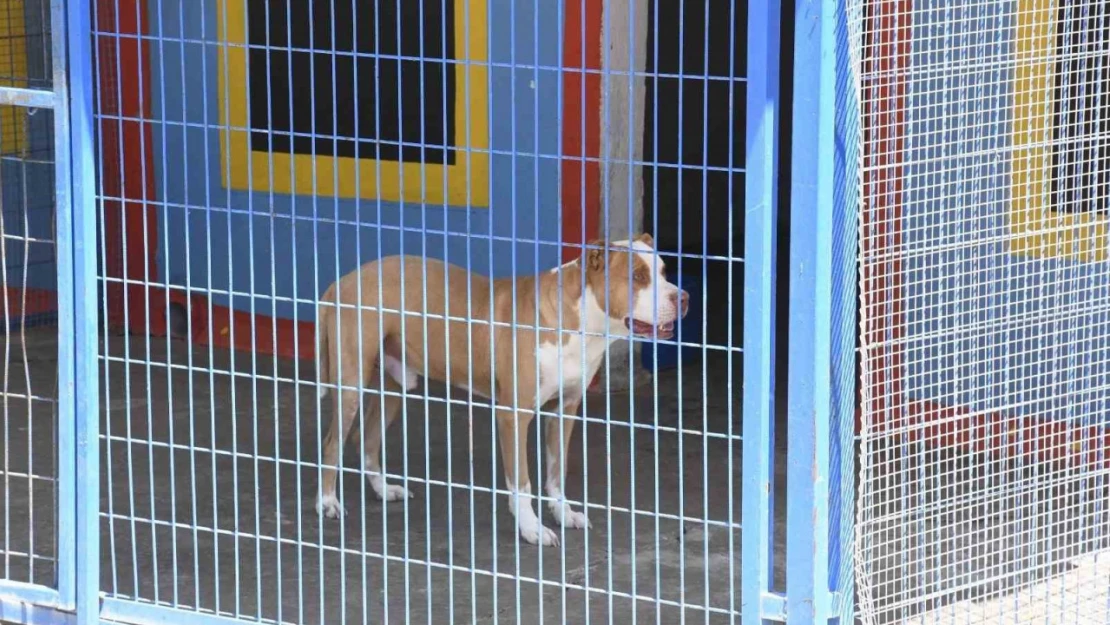 Açlıktan hasta ve zayıf düşen beslenmesi yasak olan pitbull cinsi köpek, Kuşadası Belediyesi'nin ellerinde hayata tutundu