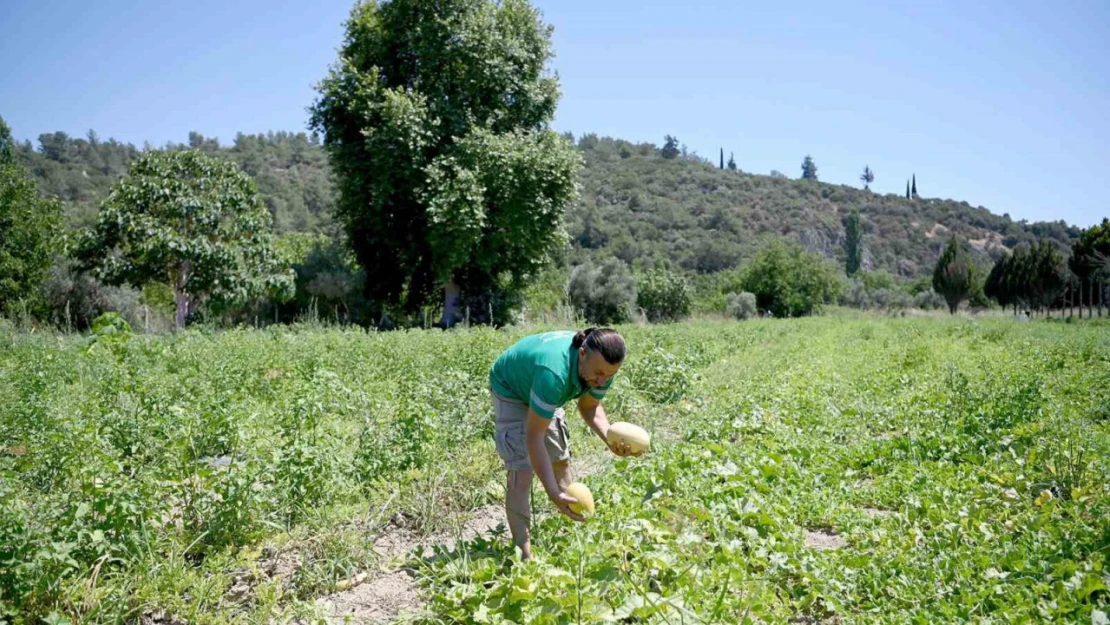 Adabahçe'yi yazın bereketi sardı