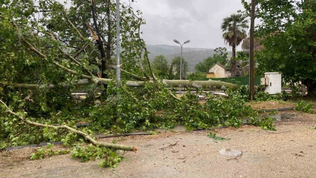 Aşıra yağışa dayanamayan ağaç yola devrildi