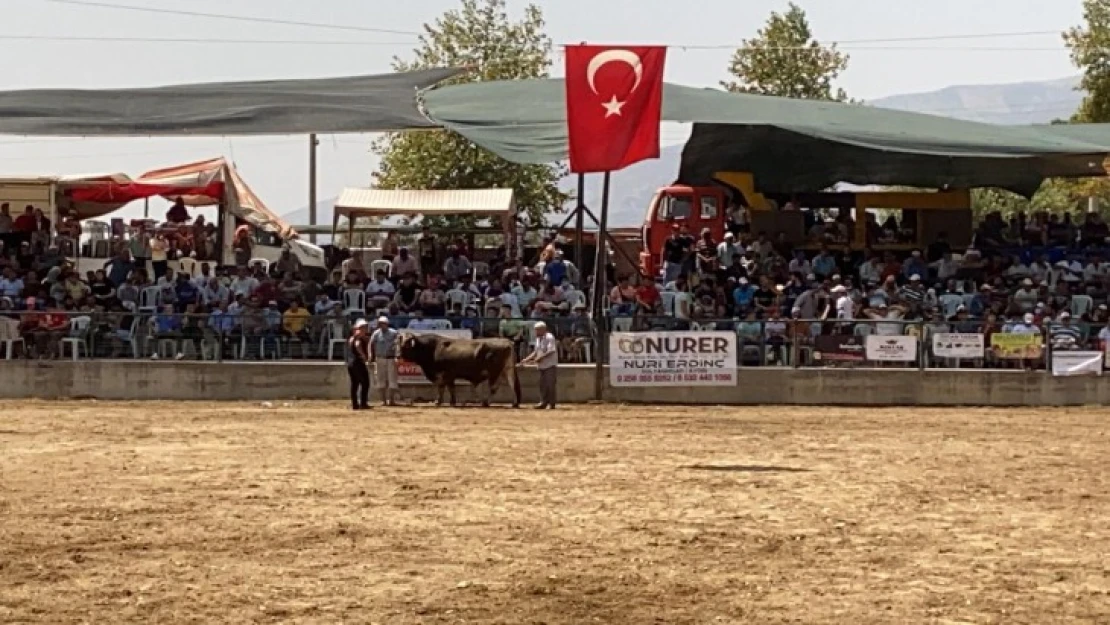 Atça'da boğalar çevre düzenlenmesi için güreşti