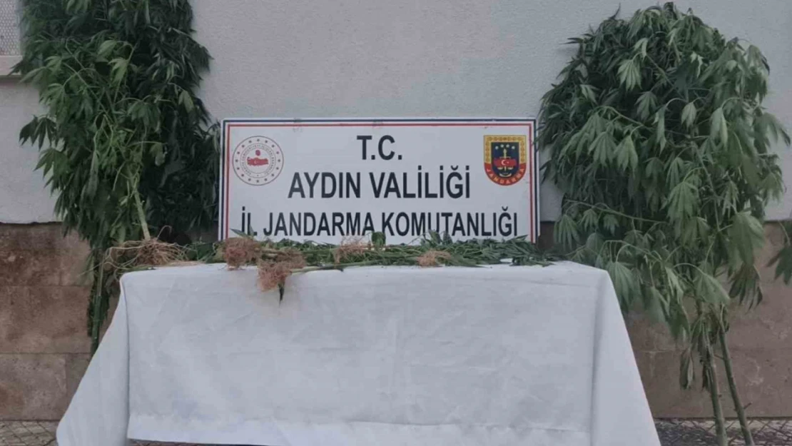 Aydın'da 28 kök kenevir ele geçirildi