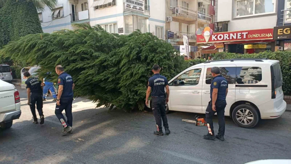 Aydın'da ağaç aracın üstüne devrildi
