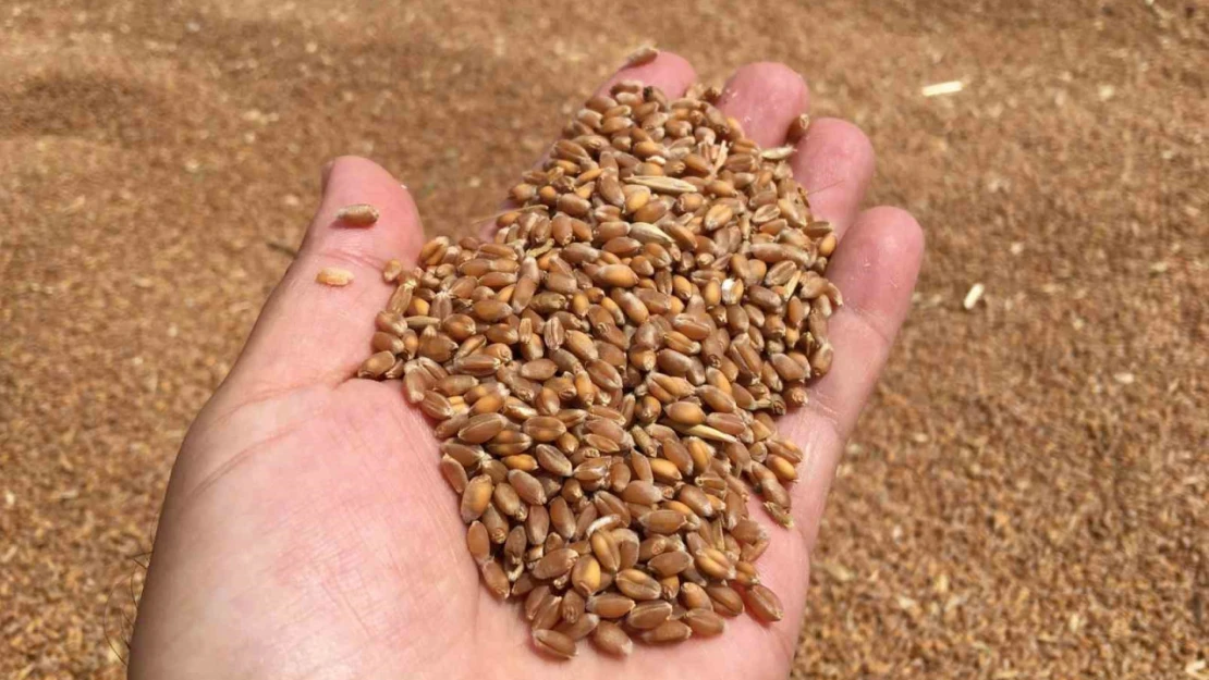 Aydın'da buğday alım fiyatını açıkladı