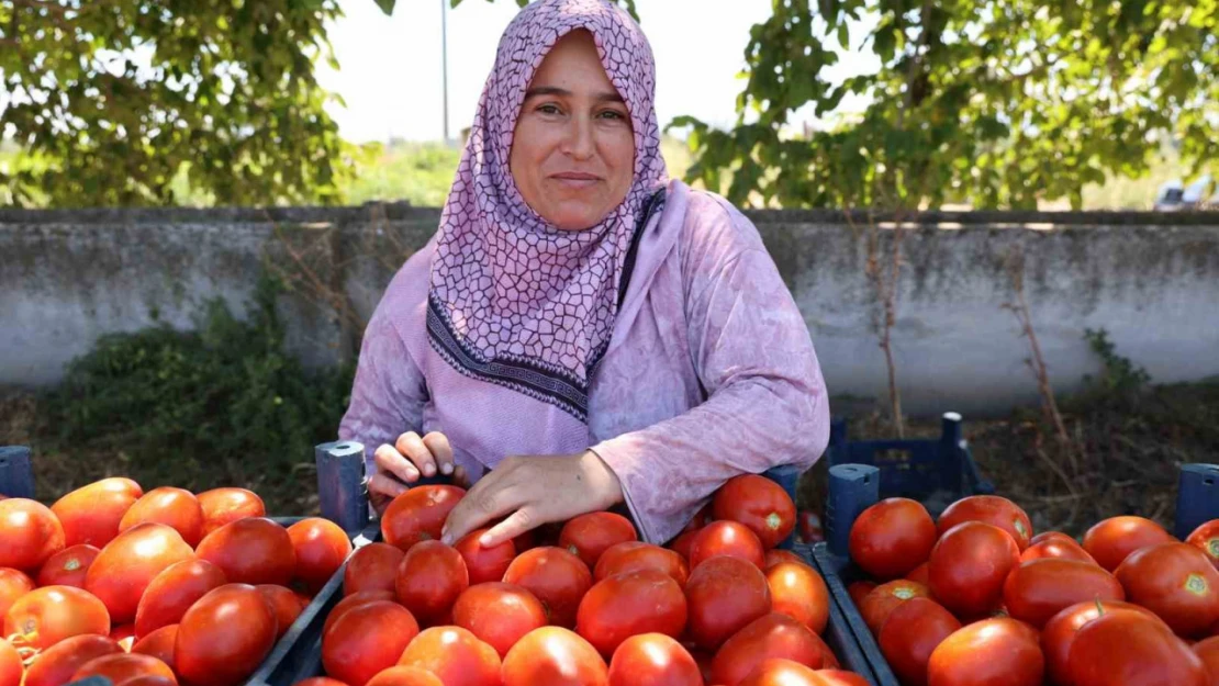 Aydın'da domates hasadı sürüyor