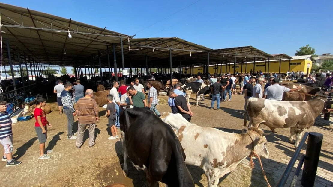 Aydın'da hayvan pazarları şap hastalığı tedbirleri kapsamında kapatıldı