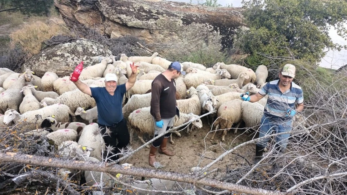 Aydın'da hayvan sağlığı saha çalışmaları devam ediyor