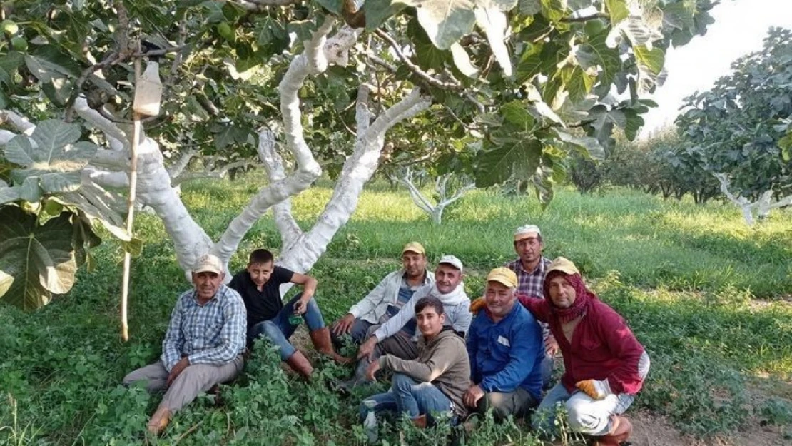 Aydın'da incir hasadı başladı