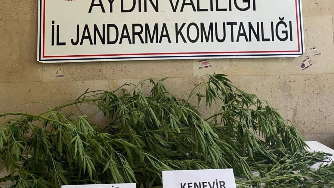 Aydın'da jandarma ekipleri uyuşturucuya geçit vermiyor