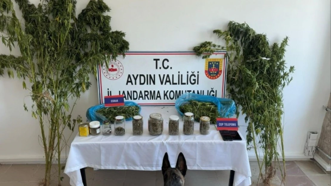 Aydın'da jandarmadan uyuşturucu operasyonu: 12 şüpheli yakalandı