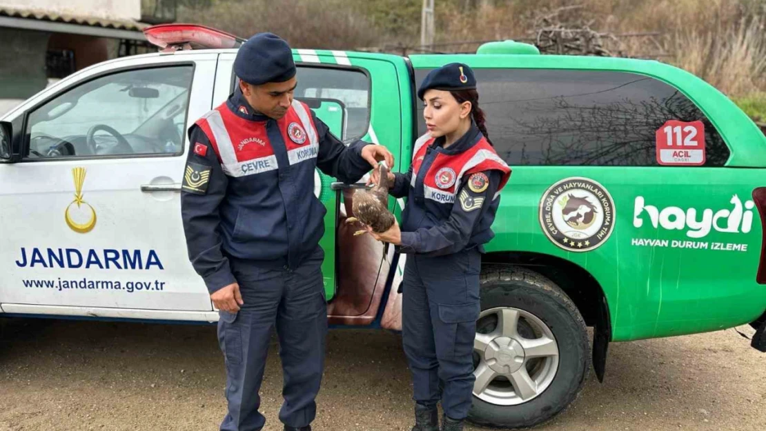 Aydın'da Kızıl Şahin yaralı halde bulundu