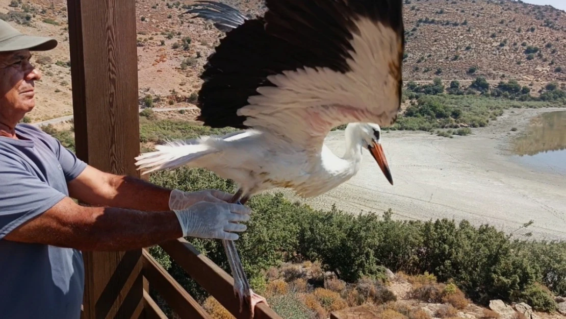 Aydın'da kurtarılan leylek ve flamingo doğaya salındı