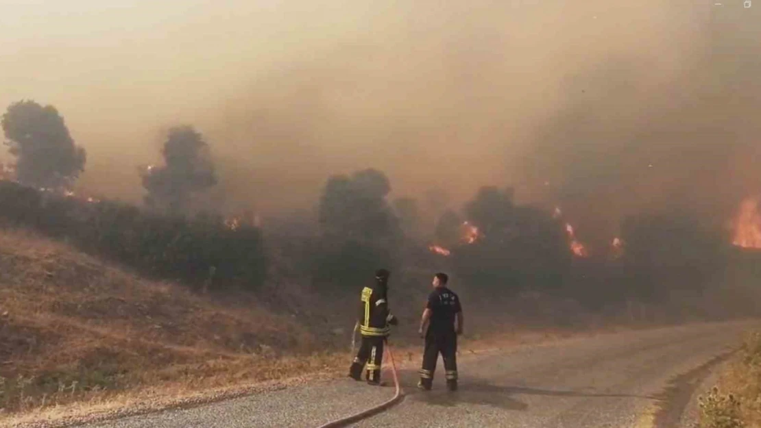 Aydın'da orman yangını