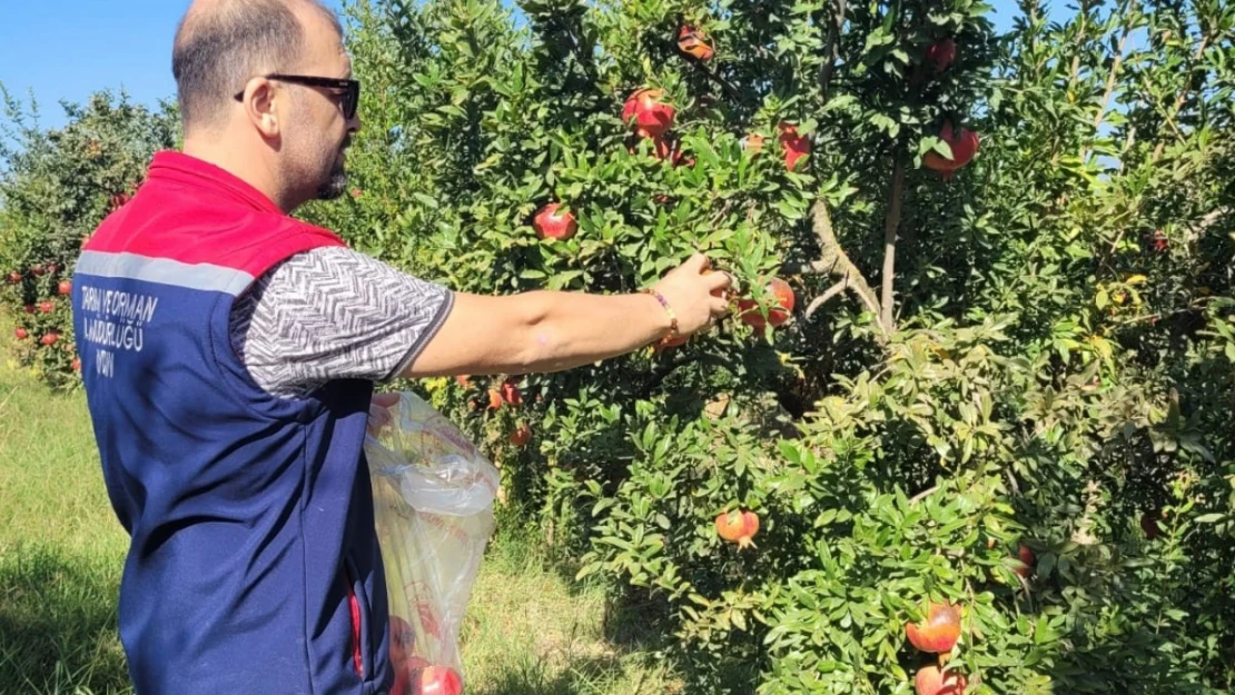 Aydın'da pestisit kalıntı analizi için nar numuneleri alındı