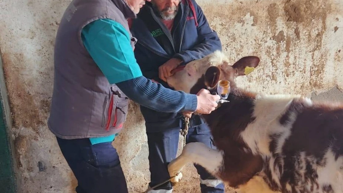 Aydın'da şap hastalığı ile mücadele aralıksız sürüyor