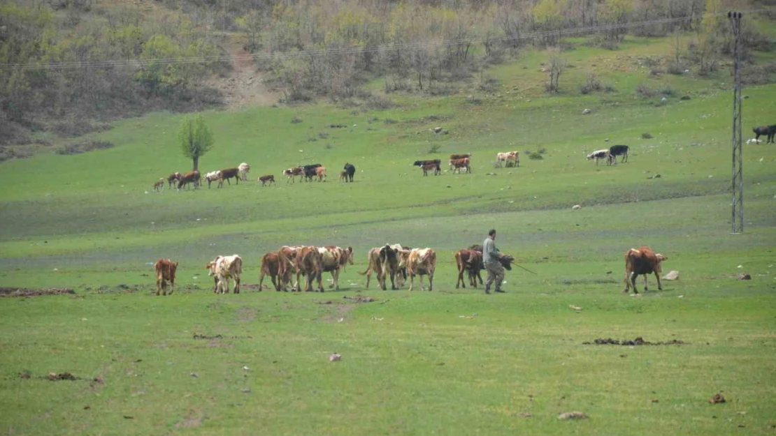 Aydın'da üreticilere hibe yem bitkisi tohumu dağıtılacak