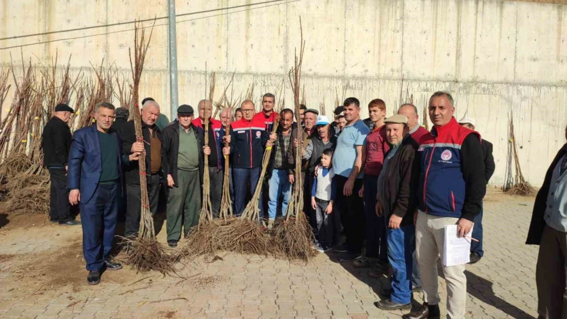 Aydın'da üreticilere kestane fidanı dağıtılıyor