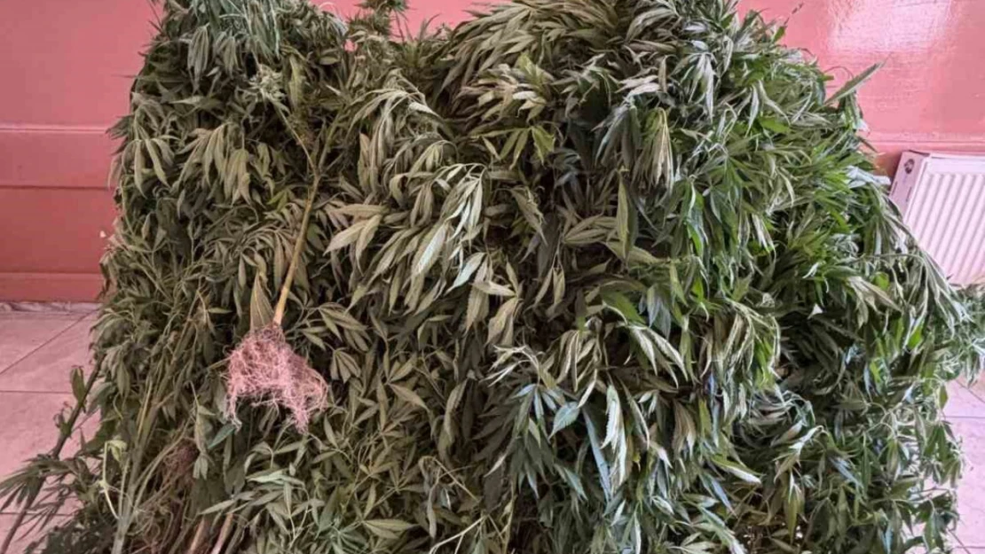 Aydın'da uyuşturucu operasyonu: 14 şüpheli yakalandı