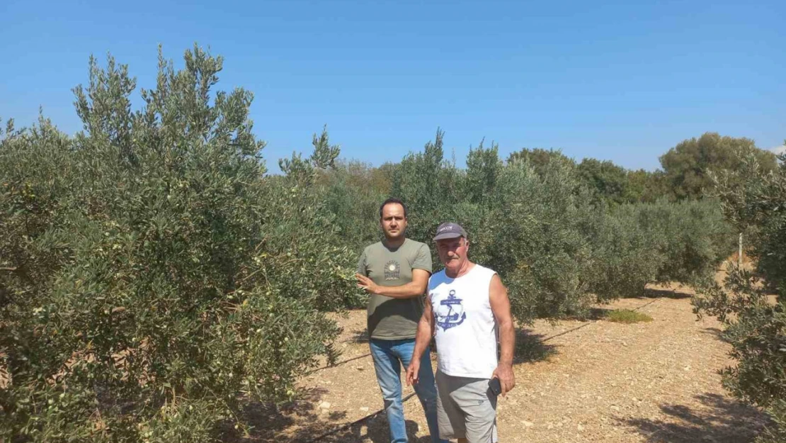 Aydın'da zeytin rekolte tahmin çalışmaları başladı