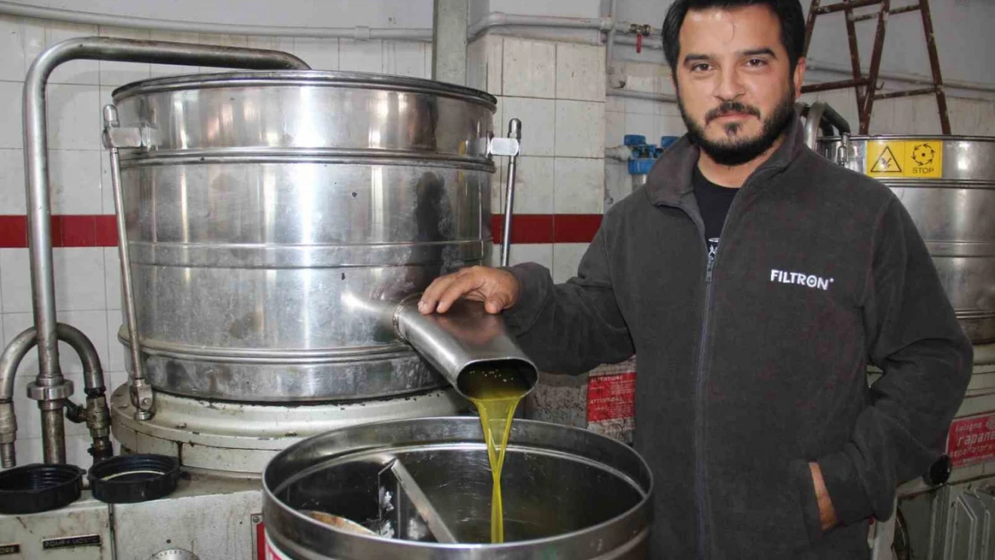 Aydın'da zeytin üreticisine Akdeniz meyve sineği telaşı sardı