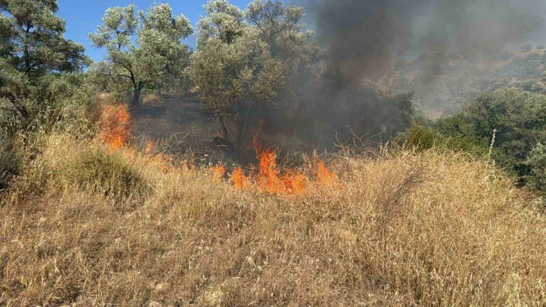 Aydın'da zirai alanda yangın çıktı