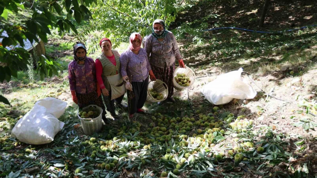 Aydın dağlarında kestane hasadı telaşı başladı