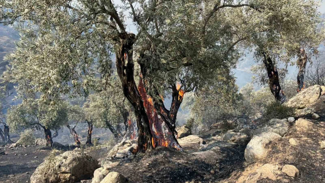 Aydın Efeler'de zirai alanda yangın, bazı evlerde hasar oluştu