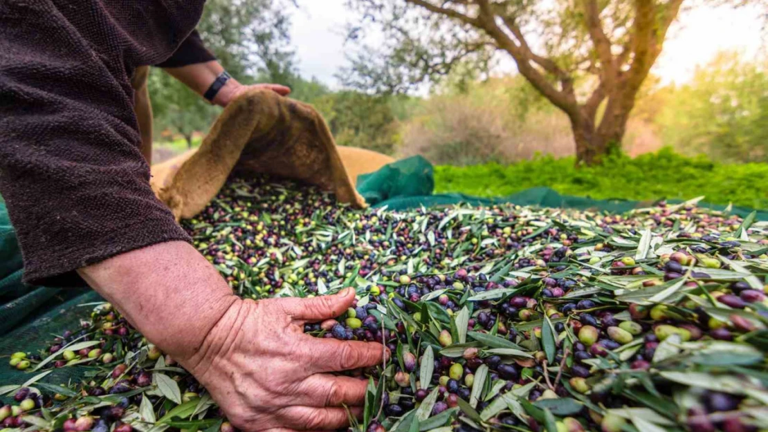 Aydın'ın önemli ürünlerinden sofralık zeytin, ihracatta 200 milyon dolara koşuyor