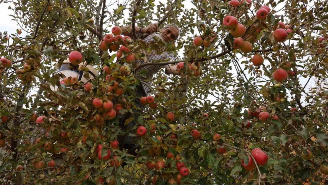 Aydın ve İzmir Yayları'nda  elma hasadı tamamlandı