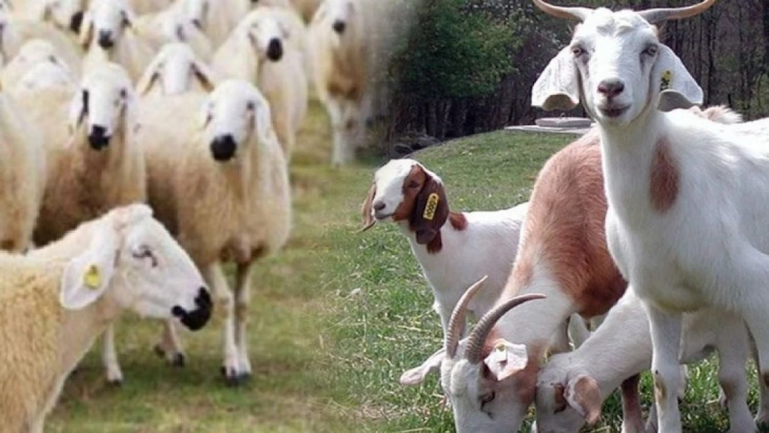 Aydınlı üreticiye müjde