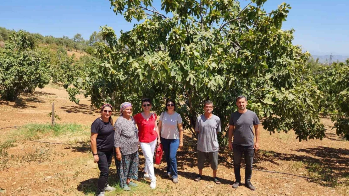 AYTO'dan Aydın inciri için 'Coğrafi İşaret' denetimi