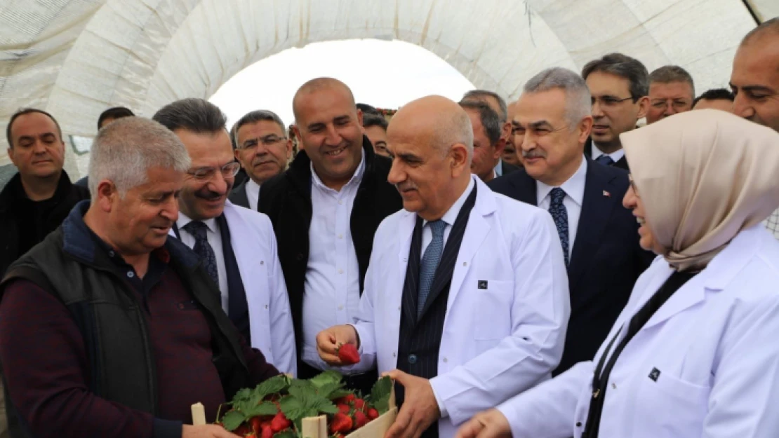 Bakan Kirişci'den Atça çileğine tam not