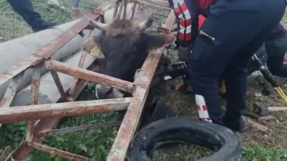 Başıboş inek elektrik direğine sıkıştı