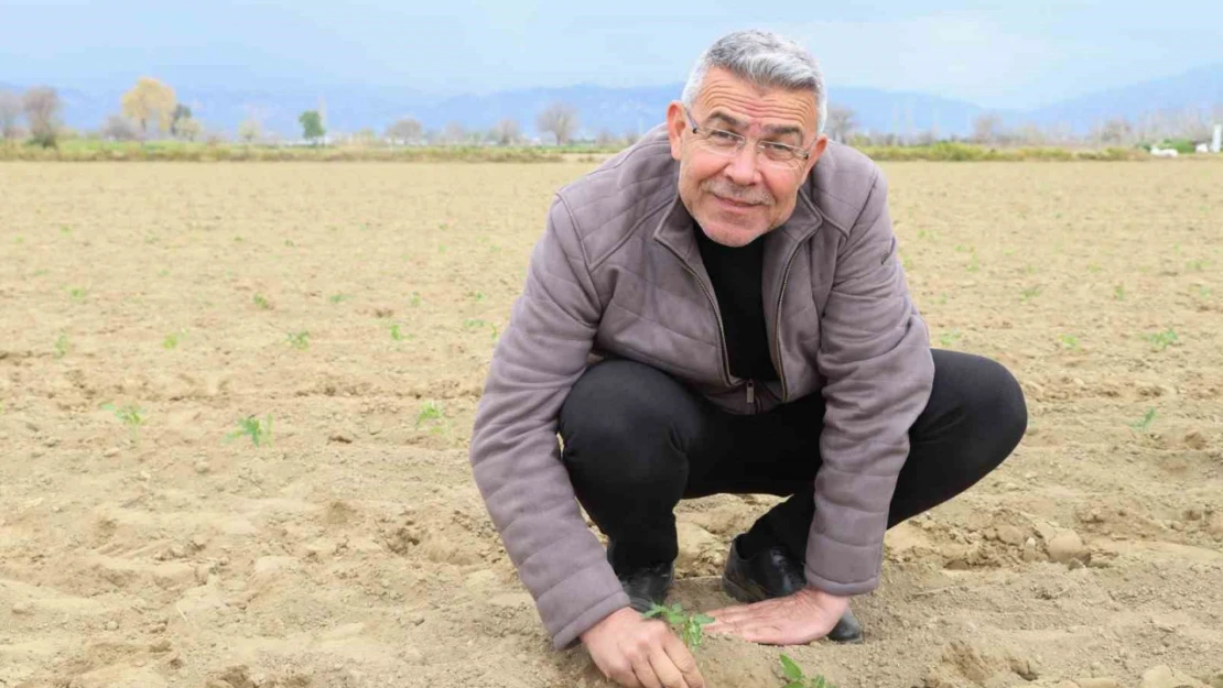 Başkan Güler, tarım işçileriyle domates fidesi dikti