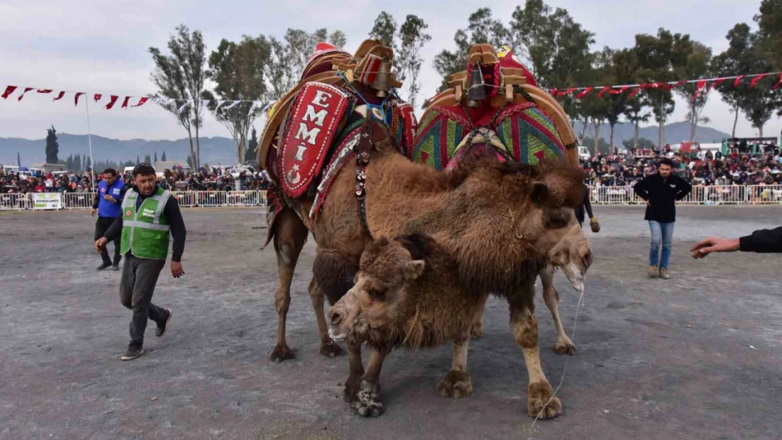 Başkan Kaya'dan yılın ilk deve güreşine davet