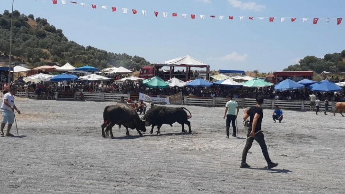 Boğalar, kıran kırana güreşiyor