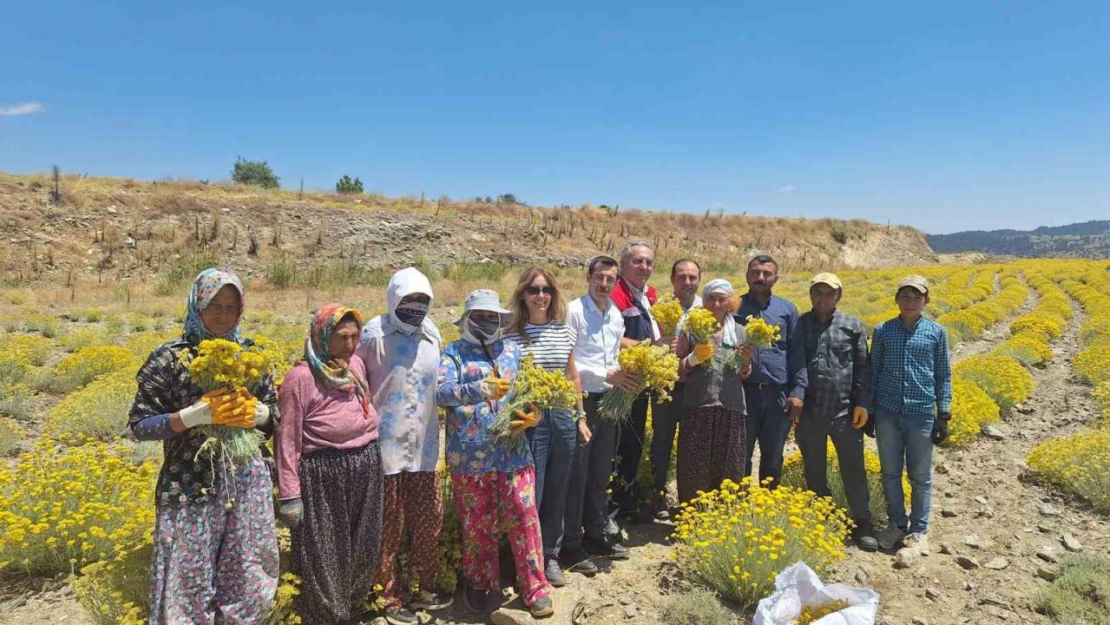 Bozdoğan'da lavanta ve altın otu hasadı yapıldı