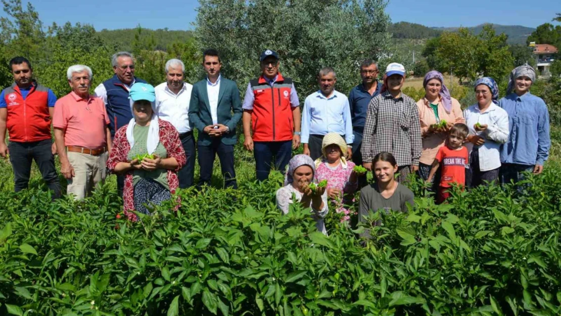 Bozdoğan'da turşuluk kardolua biber çeşidinin ilk hasadı yapıldı