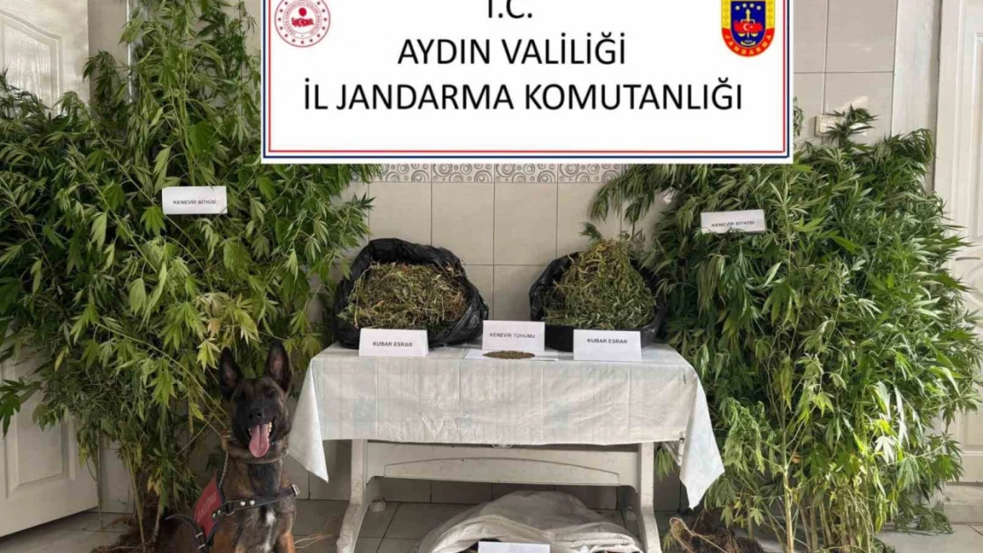Bozdoğan'da uyuşturucu operasyonu: 'Ormanlık alanda kenevir yetiştirmiş'