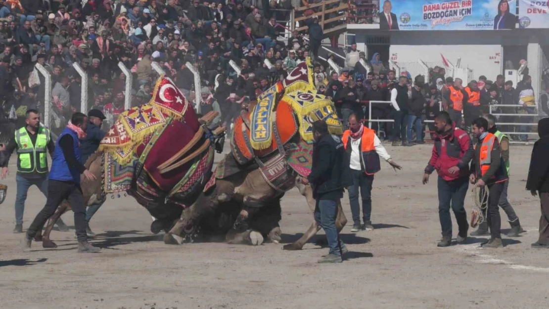 Bozdoğan'daki deve güreşi festivali, renkli görüntülere sahne oldu