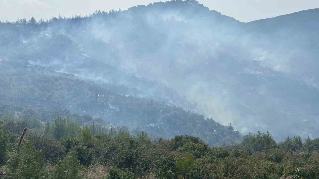 Bozdoğan'daki orman yangını kontrol altına alındı